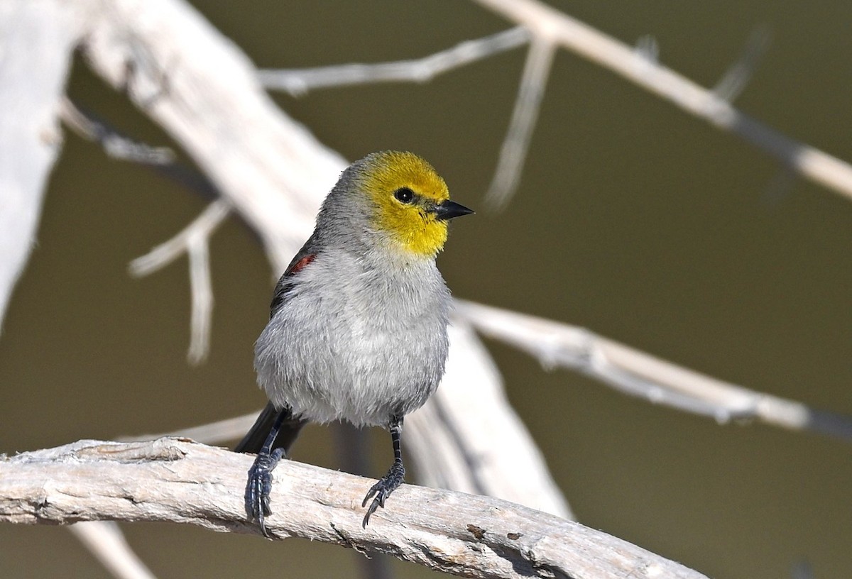 Verdin - ML650616049