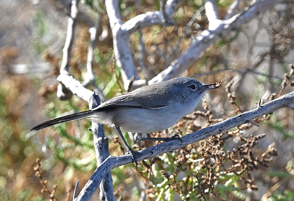 Black-tailed Gnatcatcher - ML650616120
