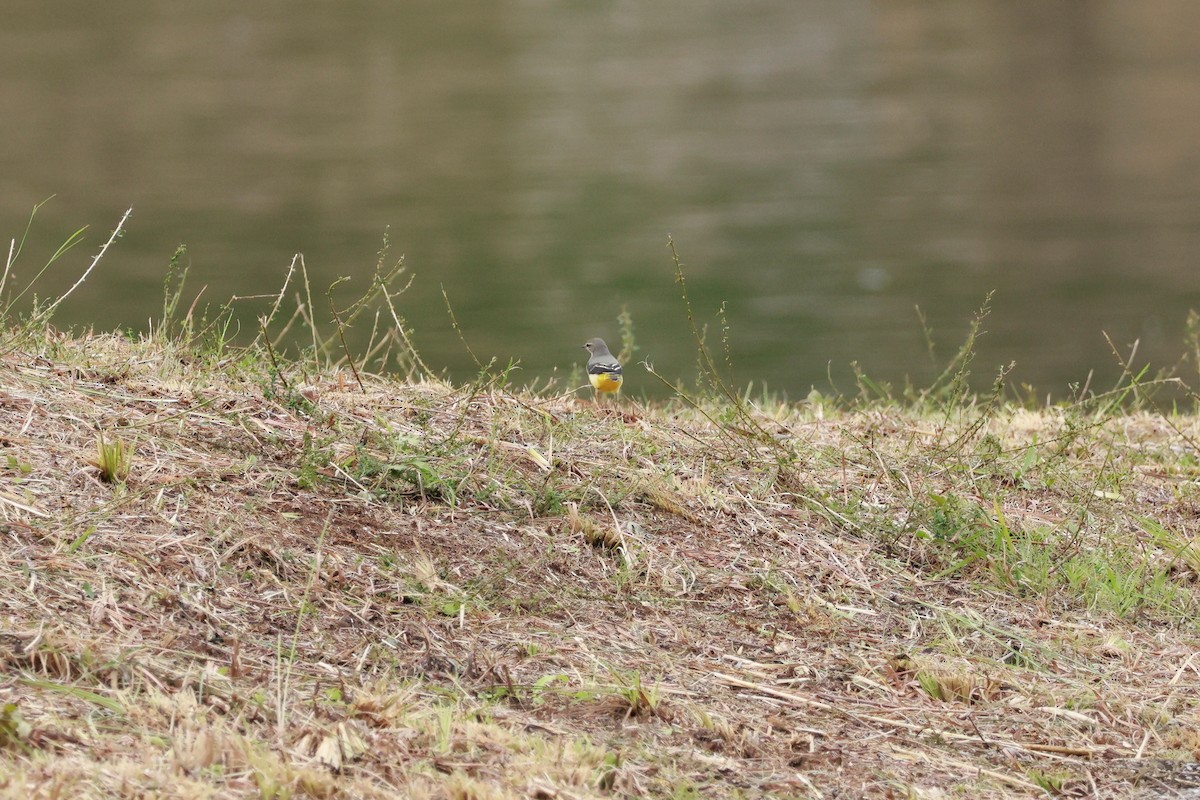 灰鶺鴒 - ML650616125