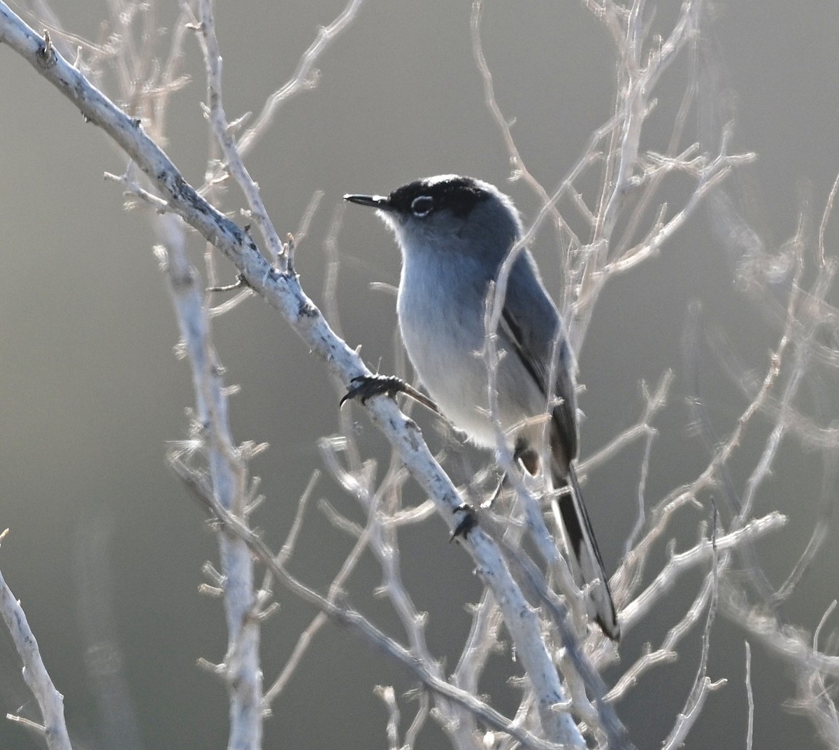 Black-tailed Gnatcatcher - ML650616127
