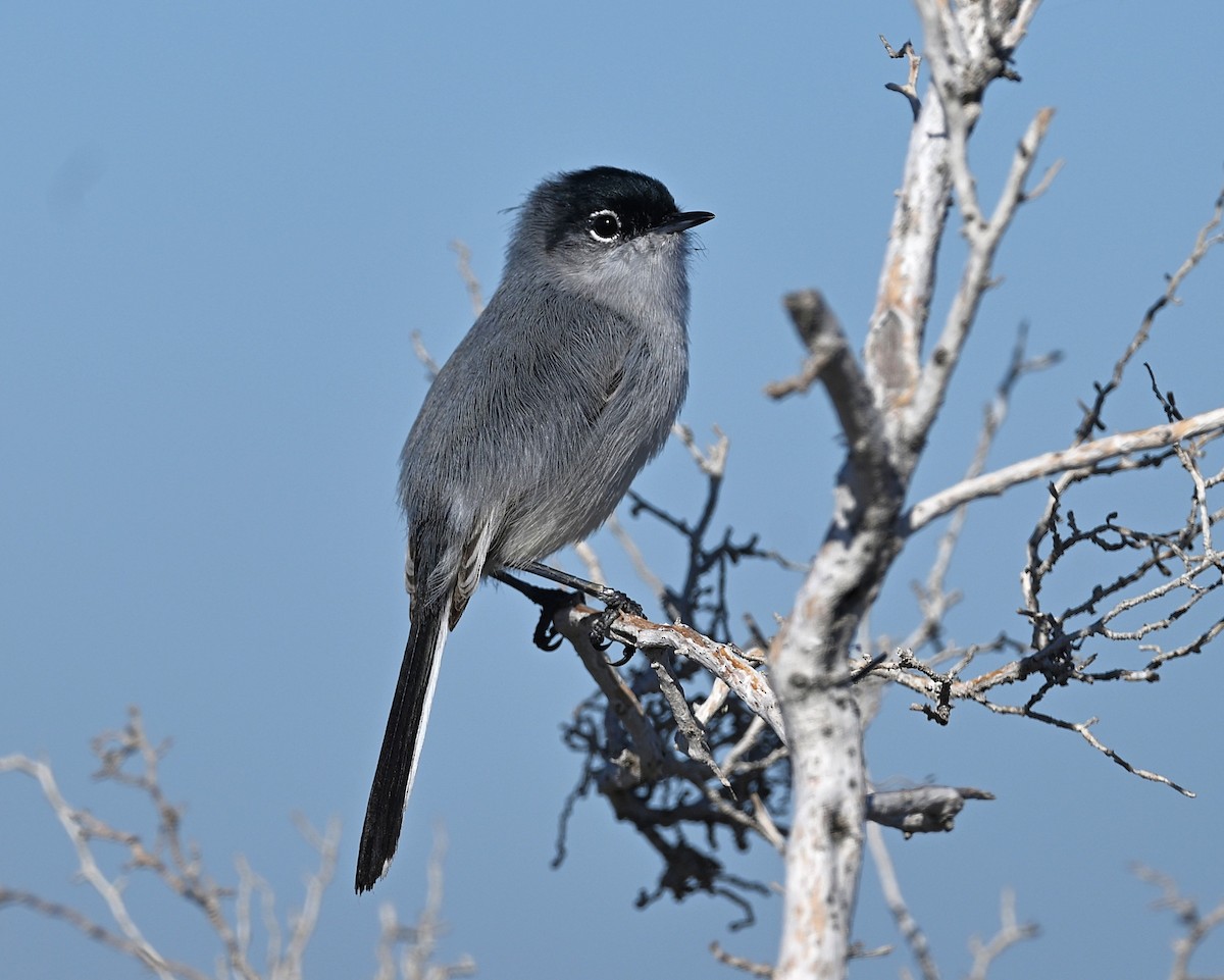 Black-tailed Gnatcatcher - ML650616134