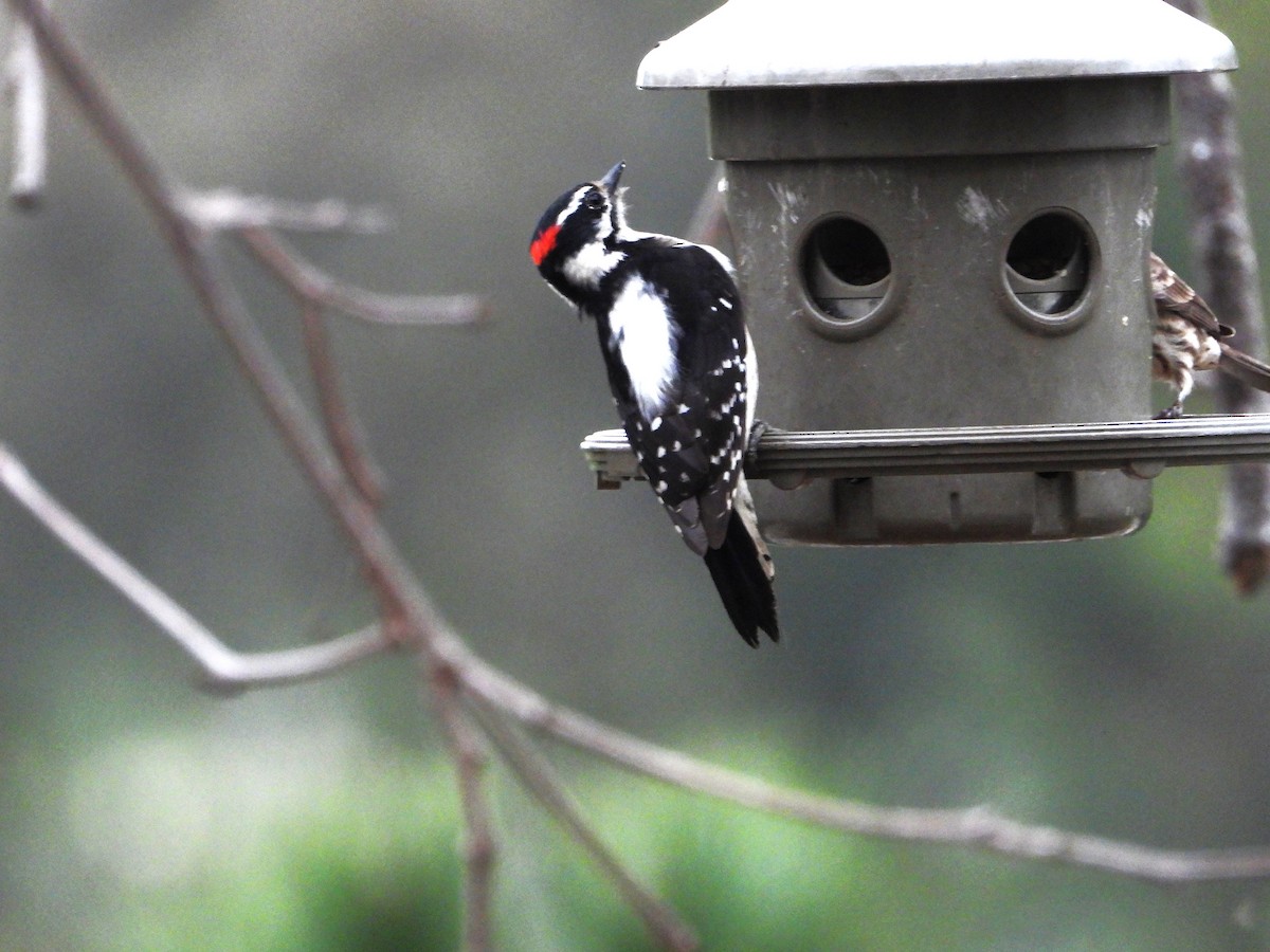 dunspett - ML650616200