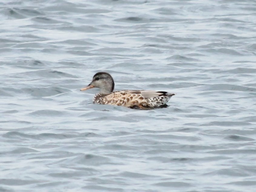 Бор нугас - ML65061621