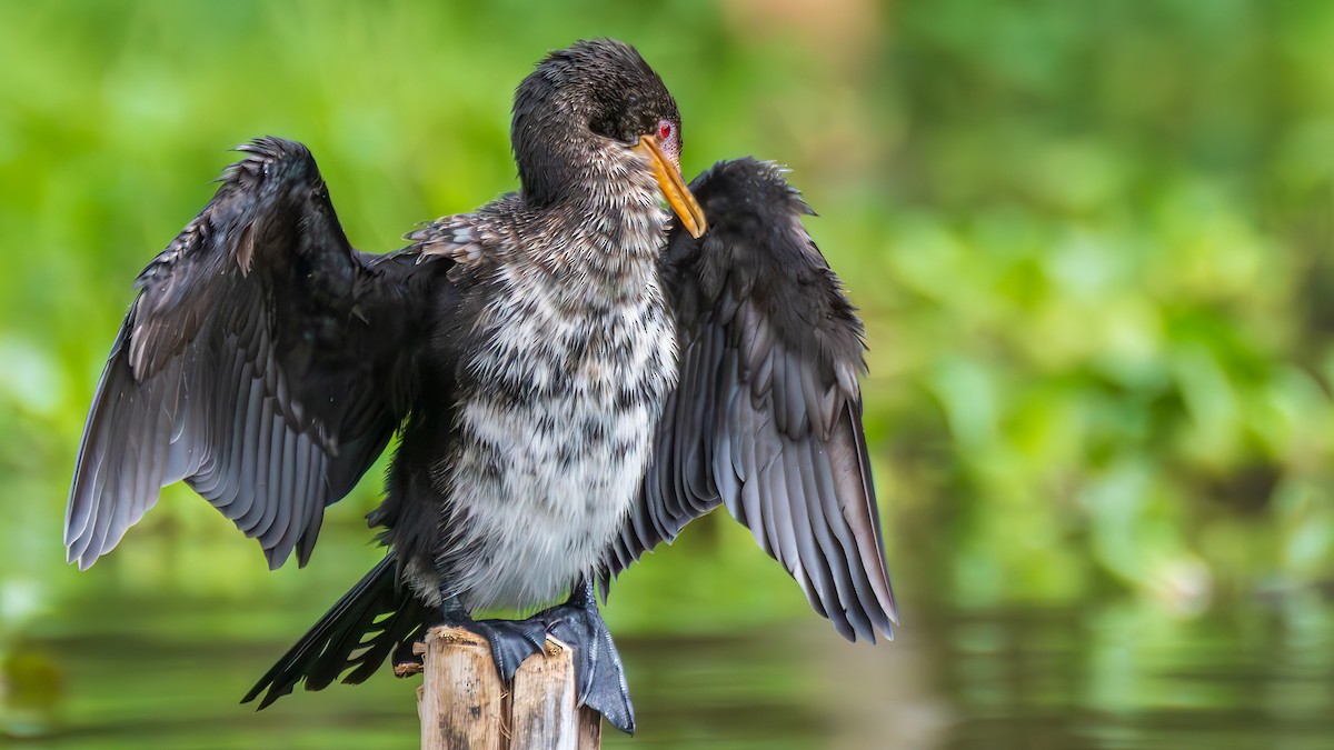 Reed Cormorant - ML650616210