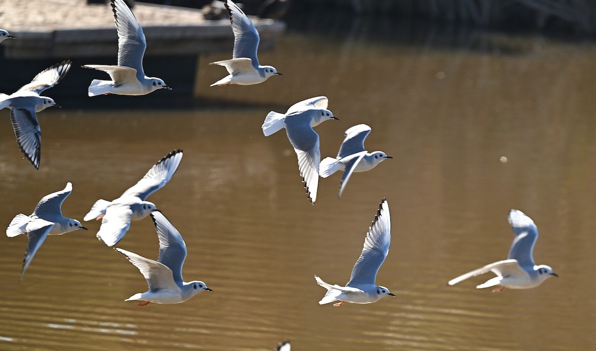 Bonaparte's Gull - ML650616223
