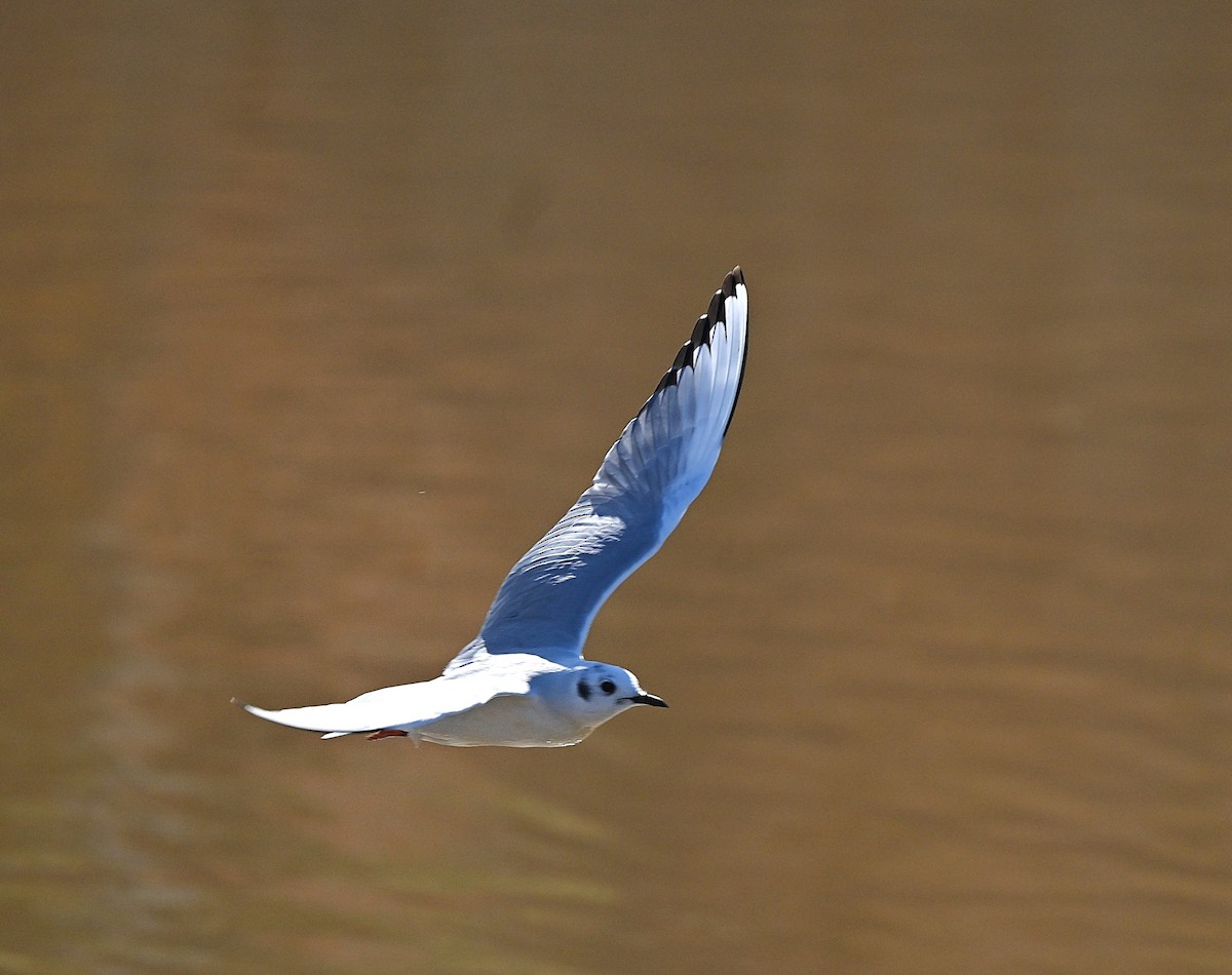 Bonaparte's Gull - ML650616243