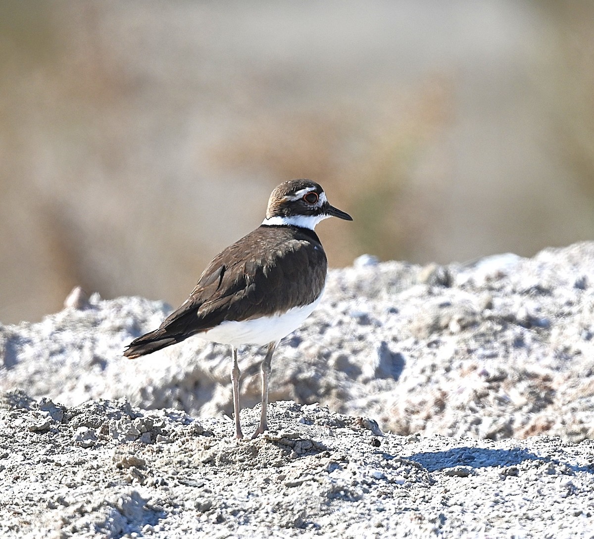 Killdeer - ML650616292