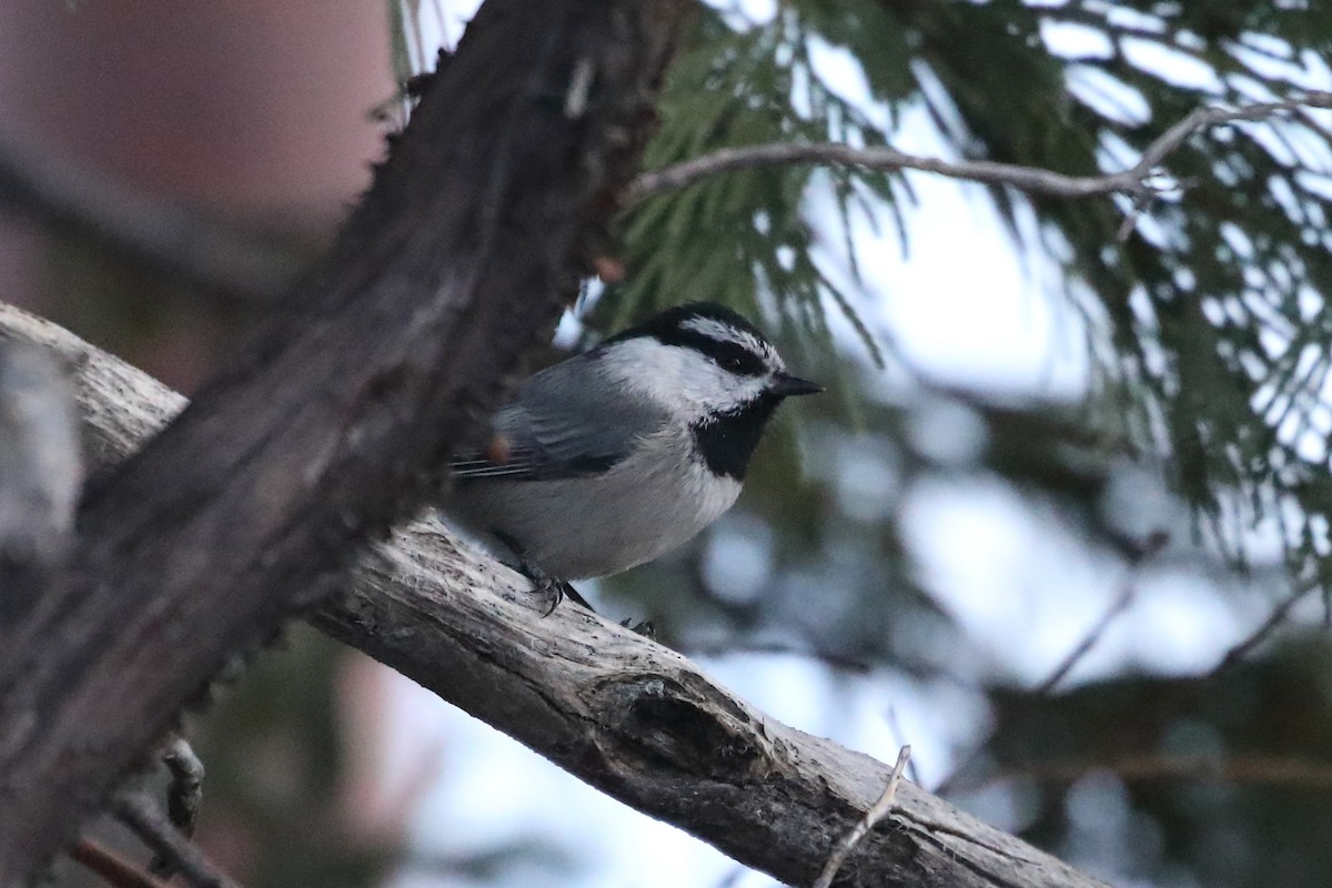 Gebirgsmeise - ML650616329