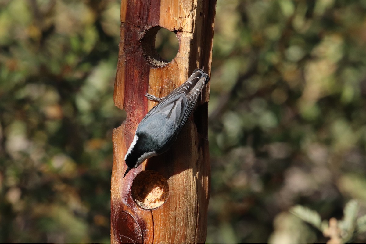 White-breasted Nuthatch - ML650616330