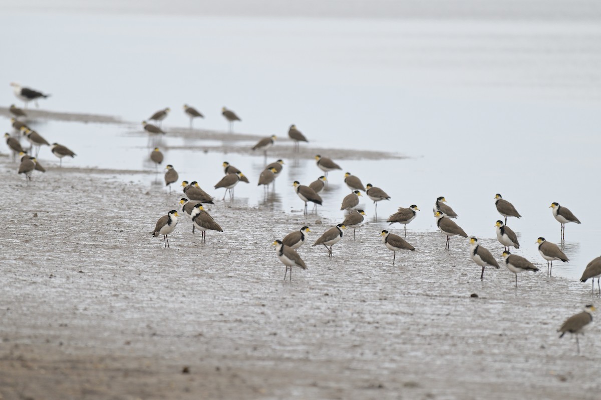 Masked Lapwing - ML650616467