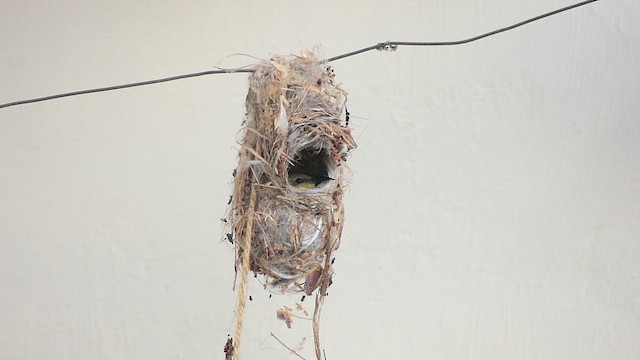 צופית סגולה - ML650616504