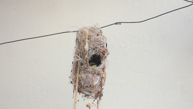 צופית סגולה - ML650616834