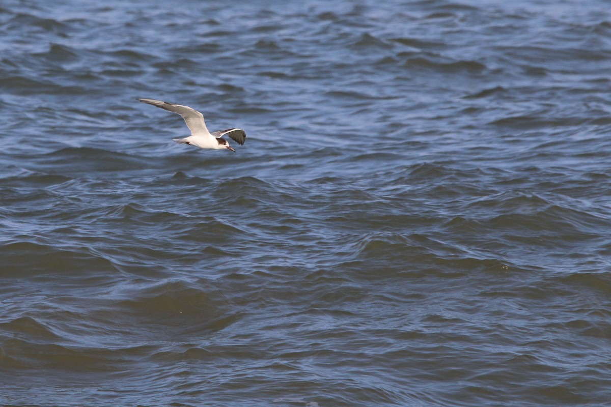 Common Tern - ML65061691