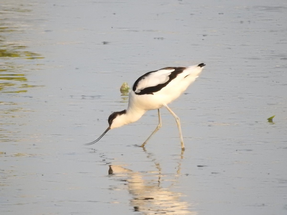Pied Avocet - ML650616988