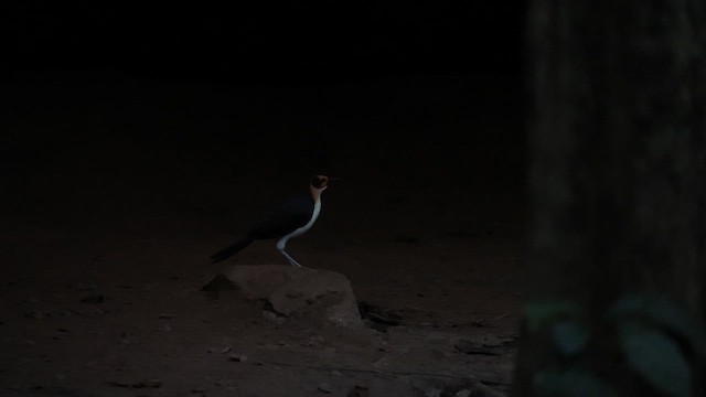 White-necked Rockfowl - ML650616991