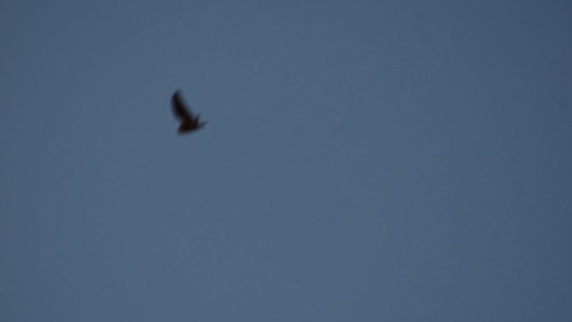 ינשוף שדות - ML650617055