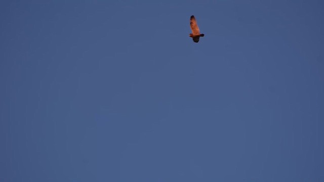 ינשוף שדות - ML650617066