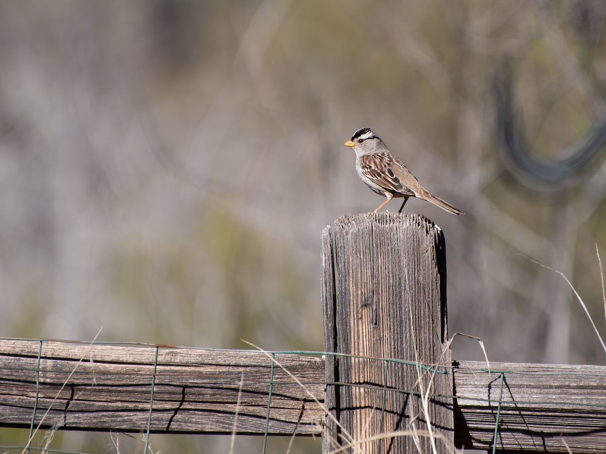 White-crowned Sparrow - ML650617284