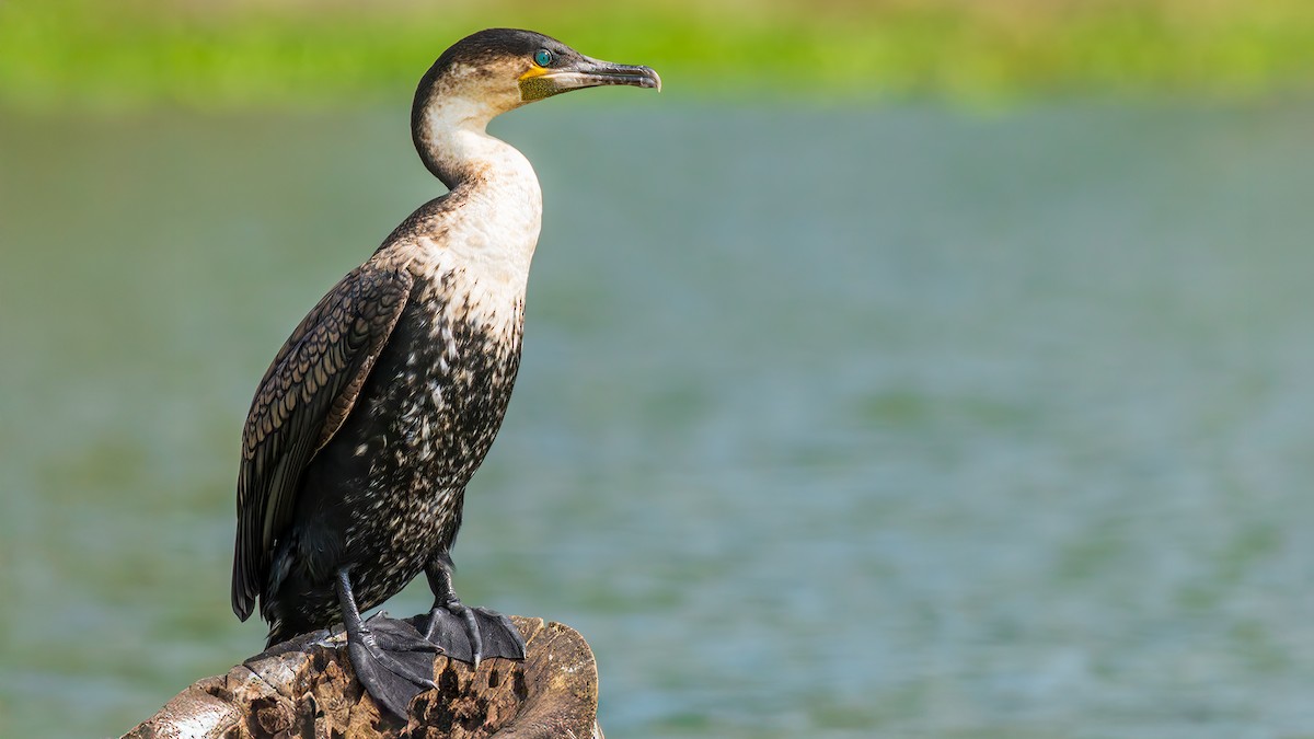 Great Cormorant - ML650617508