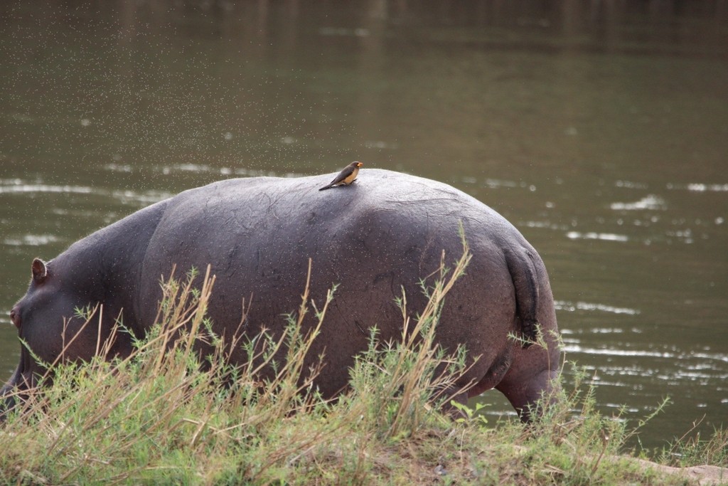 Yellow-billed Oxpecker - ML650617574