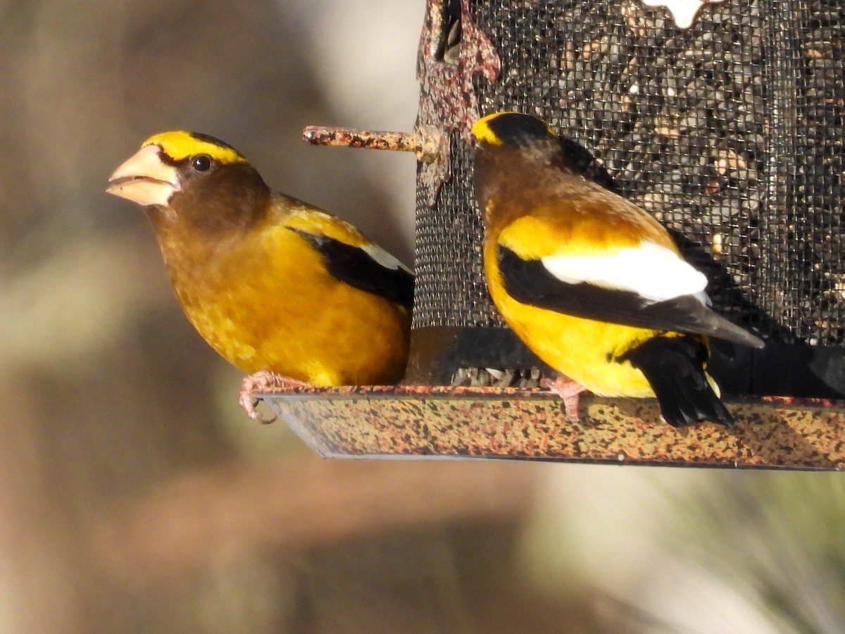 Кіпаль жовтобровий - ML650617602