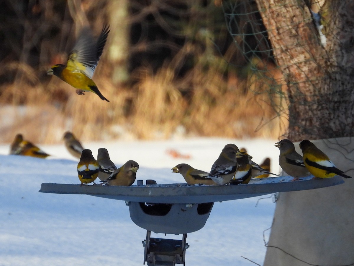 Кіпаль жовтобровий - ML650617606