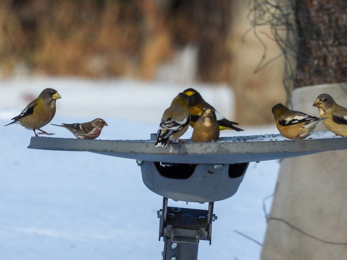 Кіпаль жовтобровий - ML650617619