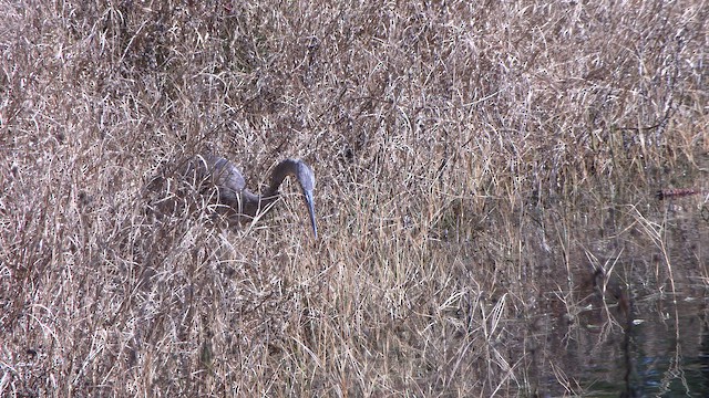 Great Blue Heron - ML650617631