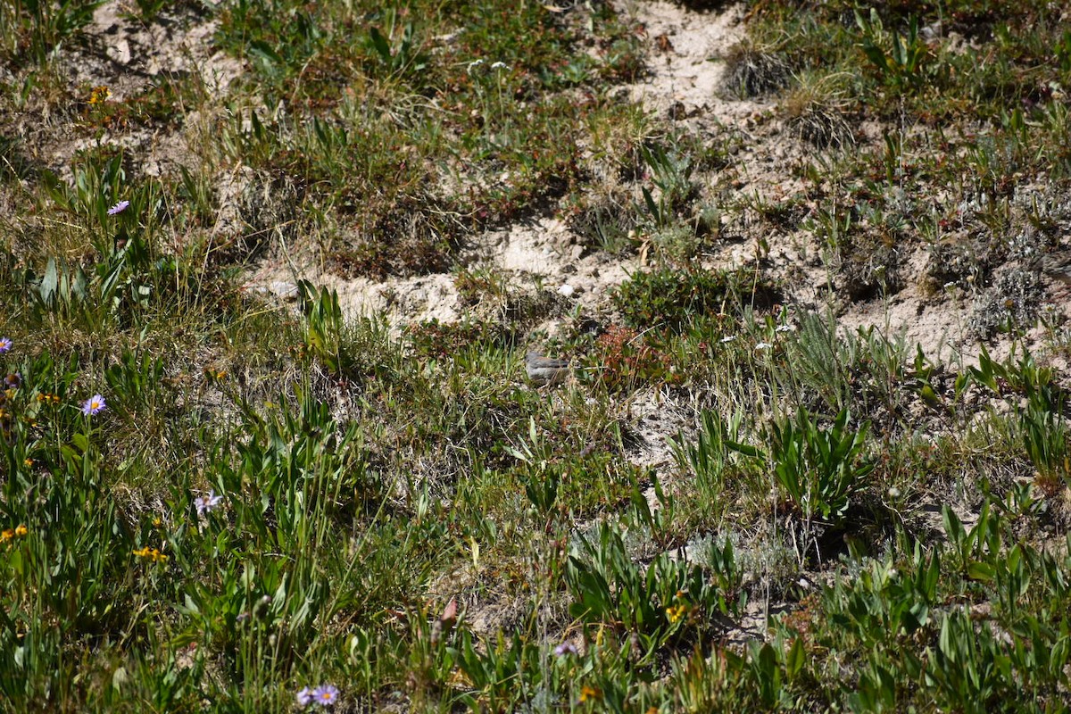 Dark-eyed Junco (Gray-headed) - ML650617696