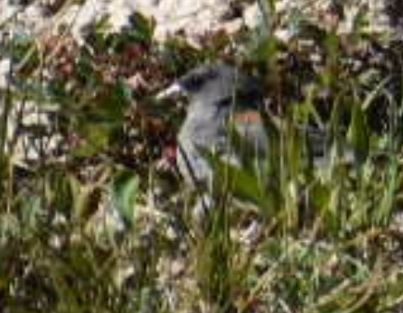 Dark-eyed Junco (Gray-headed) - ML650617697
