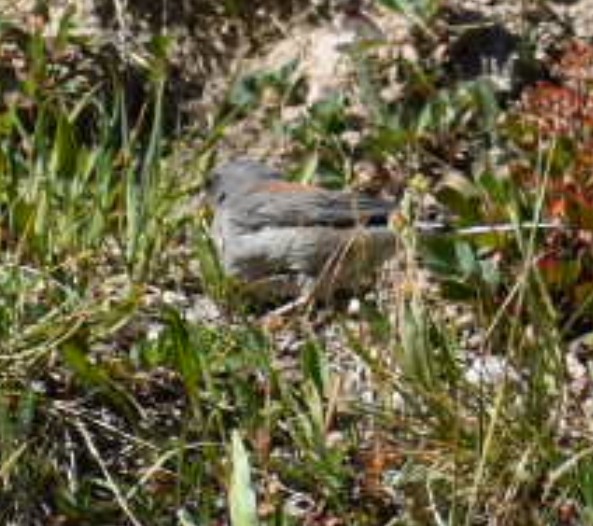 Dark-eyed Junco (Gray-headed) - ML650617698