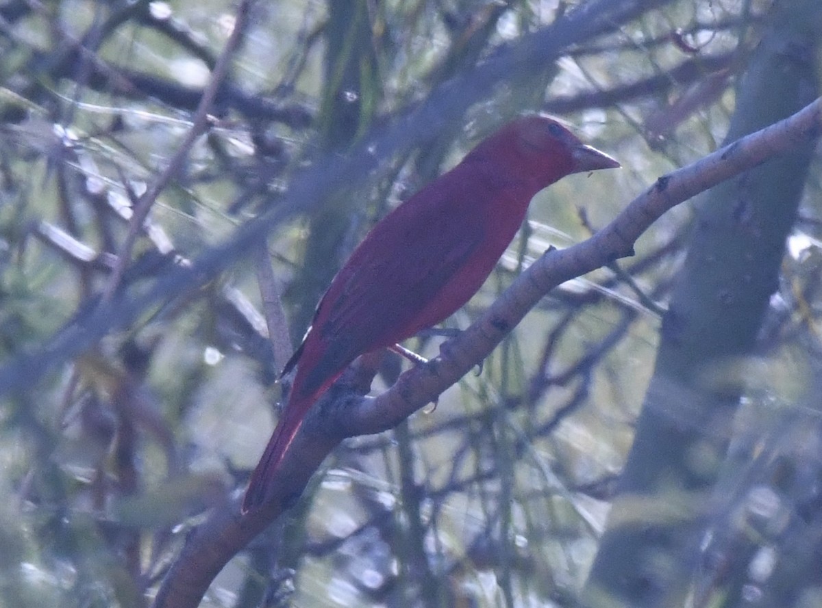 Summer Tanager - ML650617841