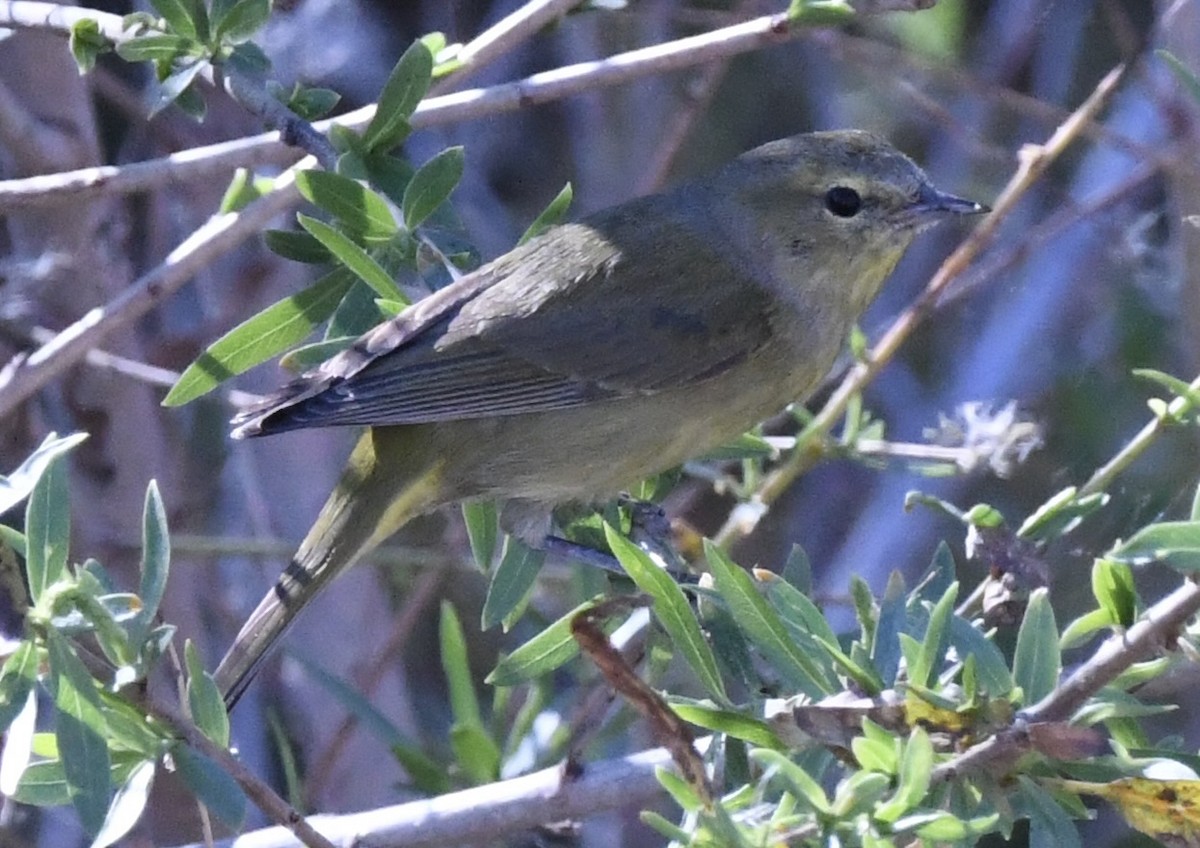 Orange-crowned Warbler - ML650617851