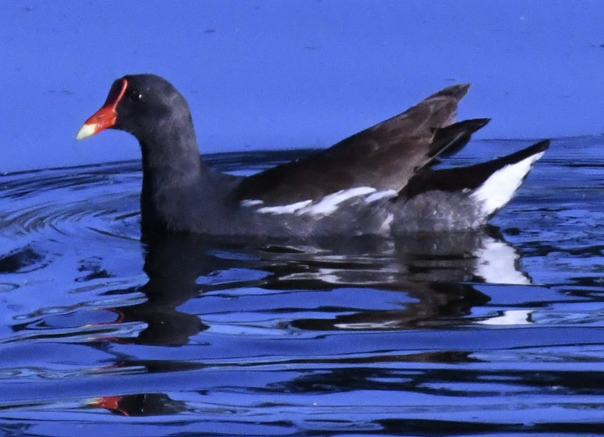 Common Gallinule - ML650617878