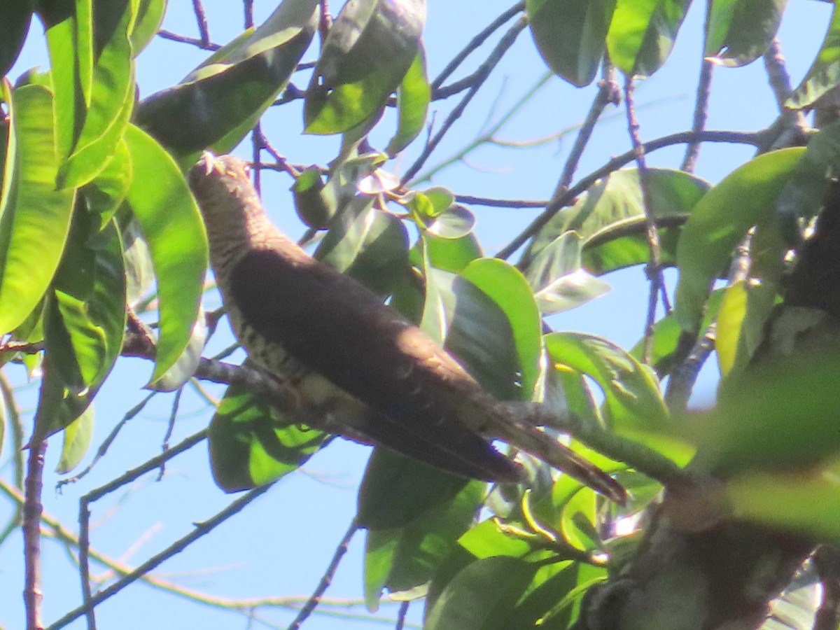 Cuco Alicorto - ML650617927