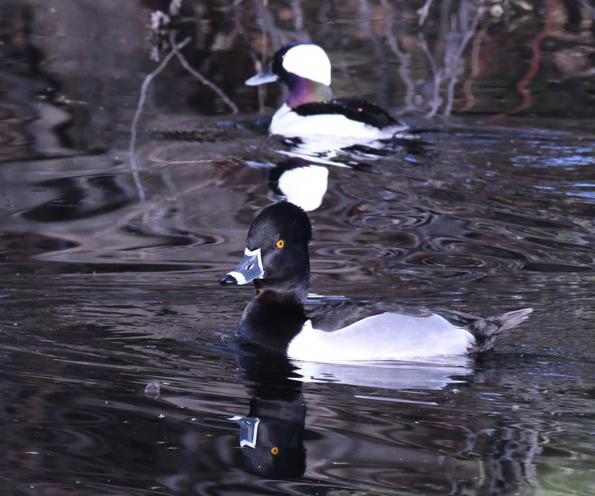 Bufflehead - ML650617973