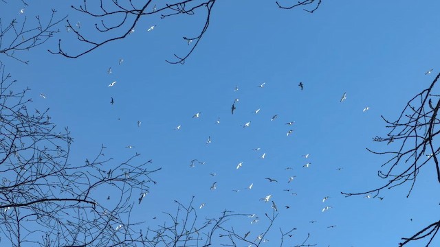 שחף מערבי - ML650617978