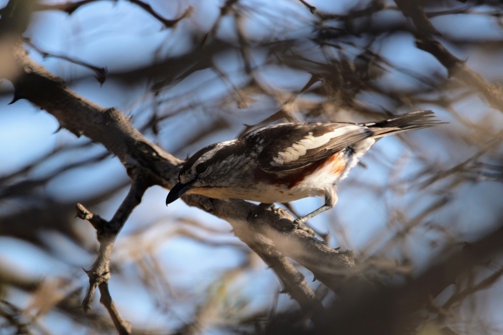 Brubru - ML650617996