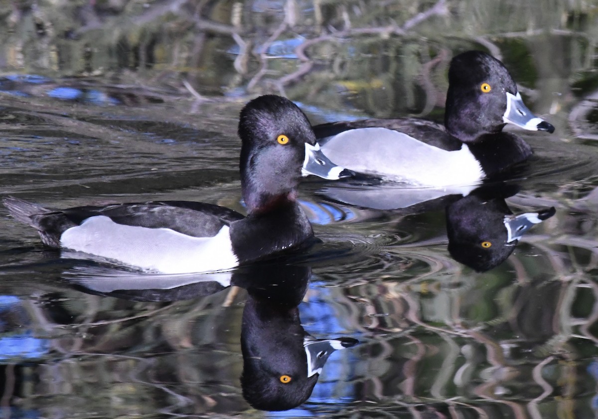 Ring-necked Duck - ML650618003