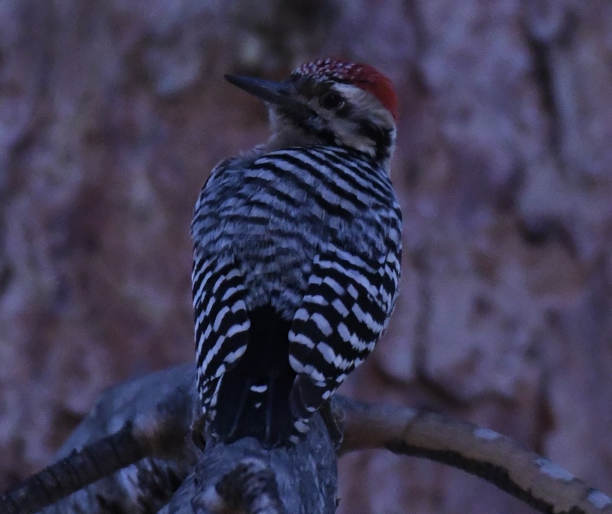 Ladder-backed Woodpecker - ML650618049