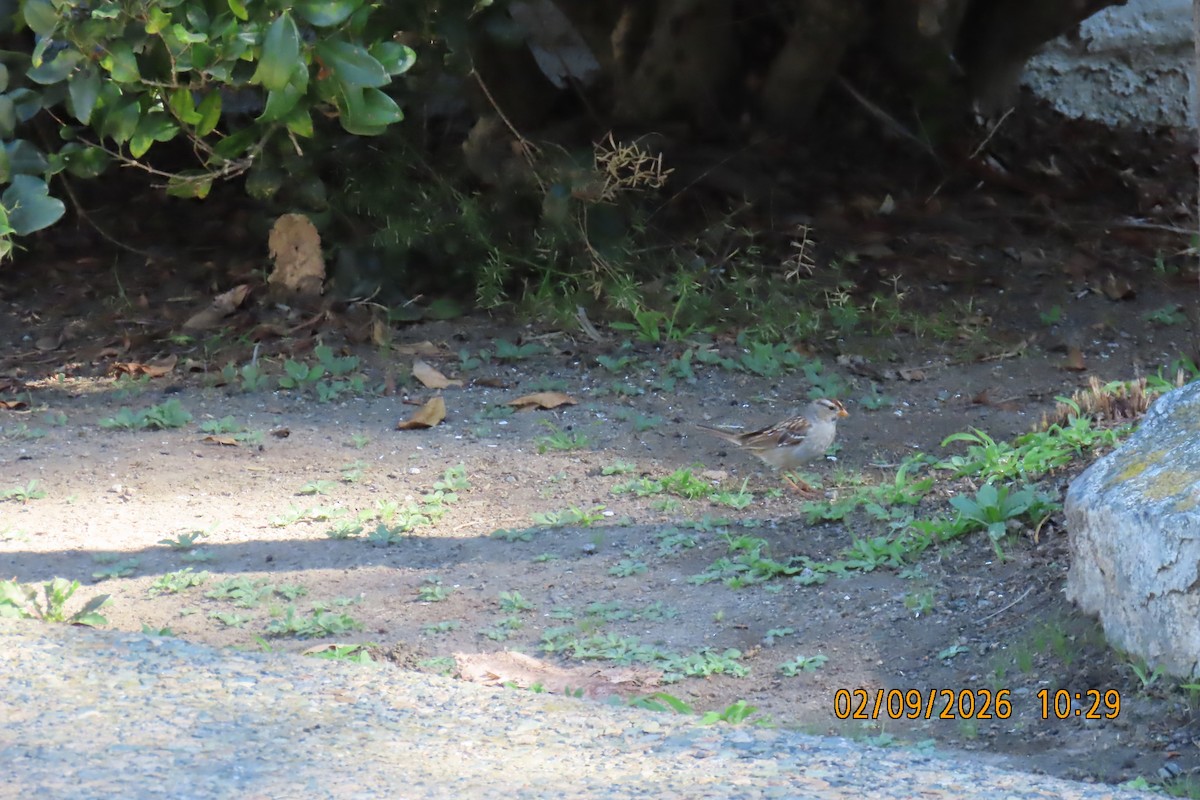 White-crowned Sparrow - ML650618059