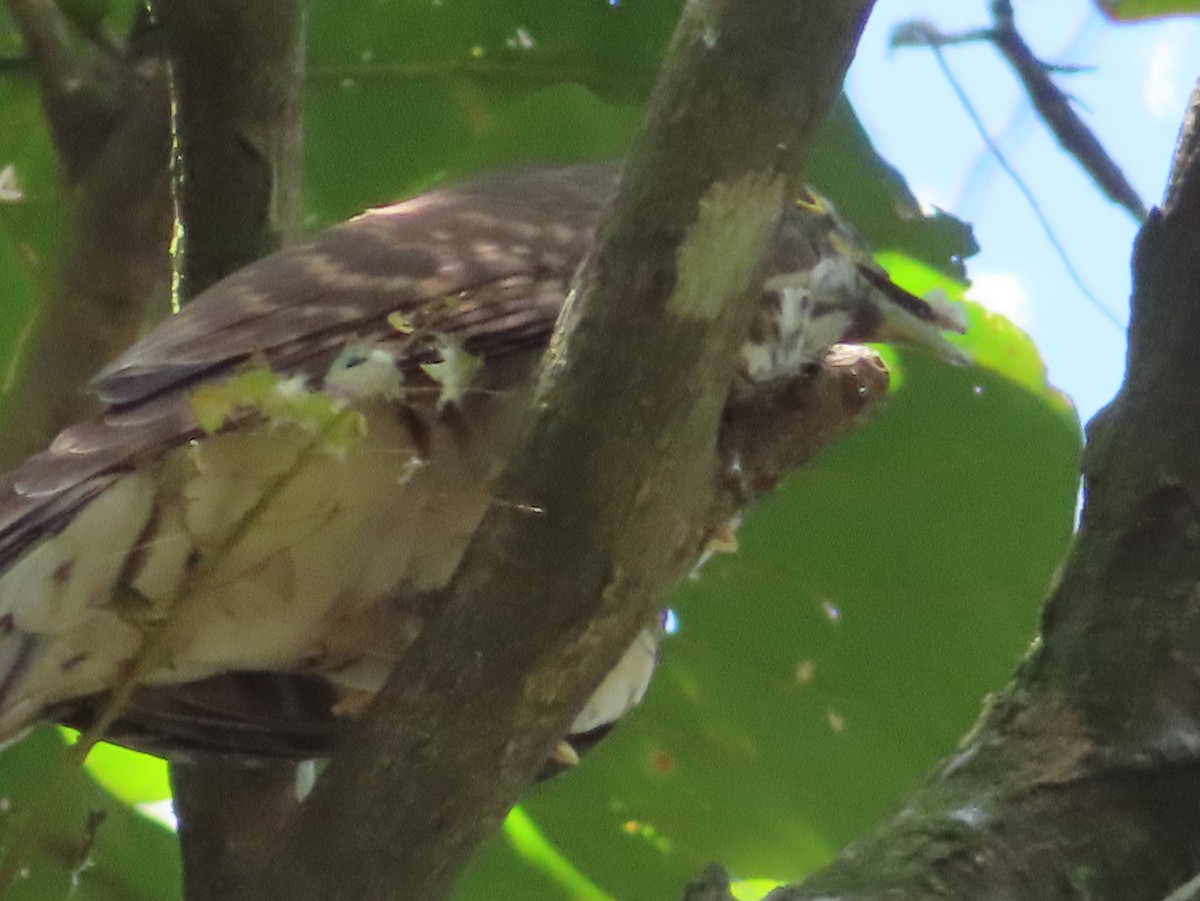 Cuco (Hierococcyx) sp. - ML650618076