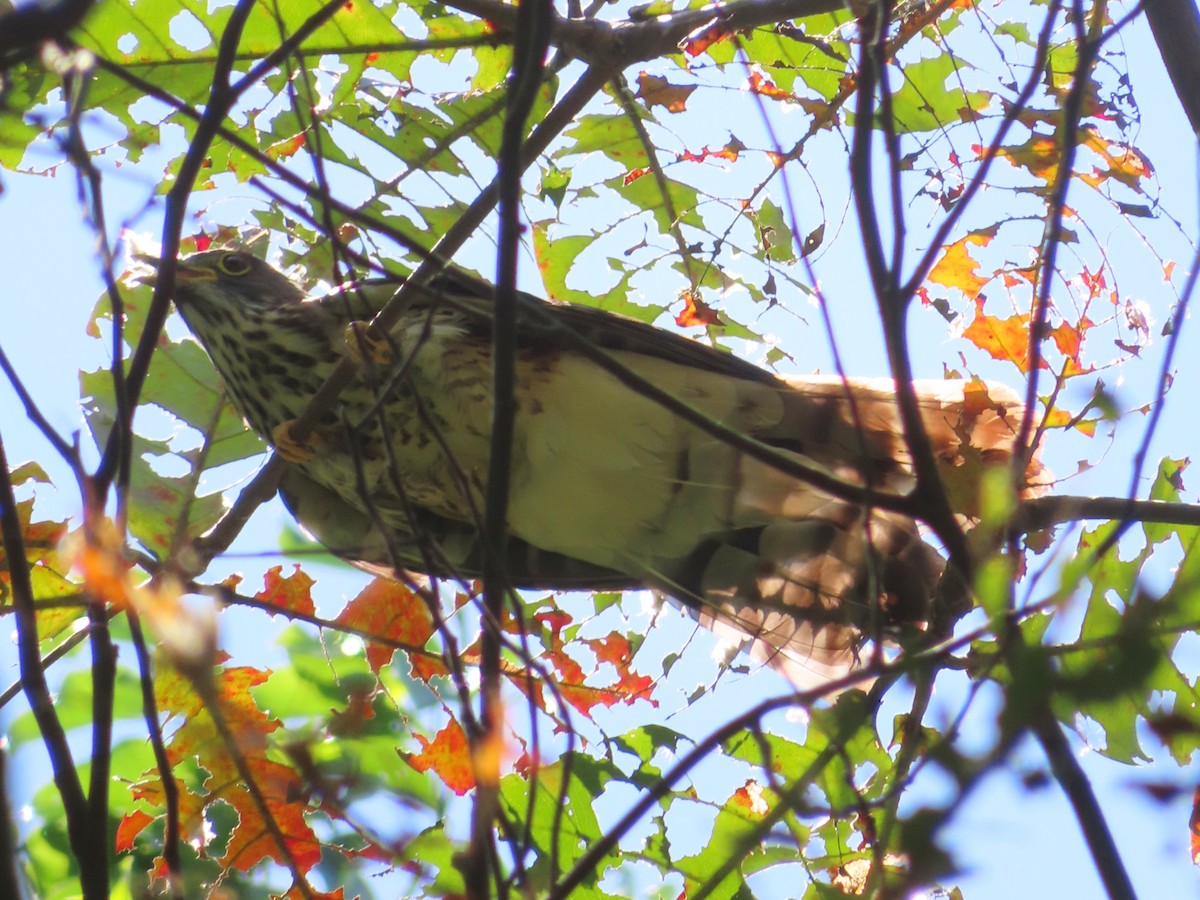 Cuco (Hierococcyx) sp. - ML650618077