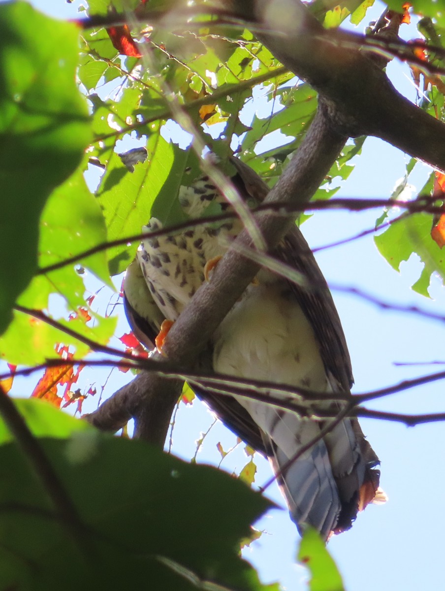 Cuco (Hierococcyx) sp. - ML650618079