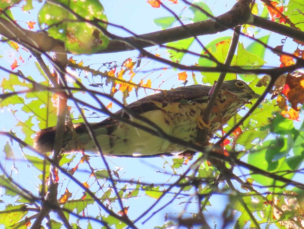 Cuco (Hierococcyx) sp. - ML650618096