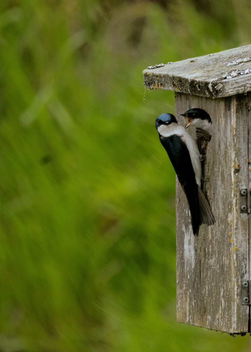 Tree Swallow - ML650618109