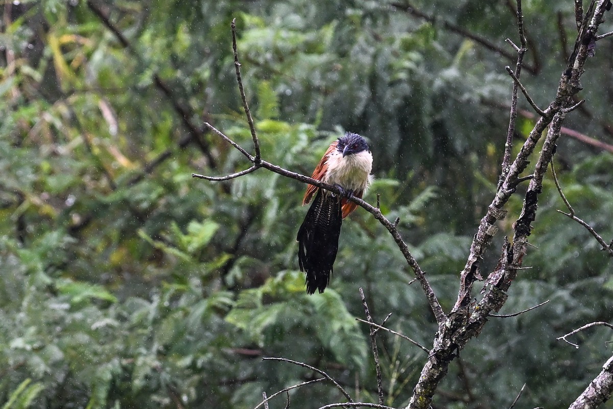 Burchell Kukalı - ML650618113