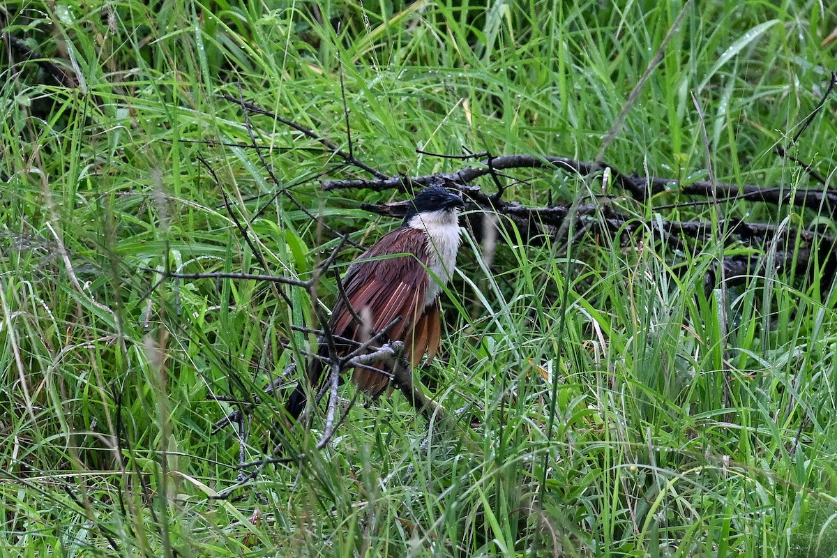 Burchell Kukalı - ML650618126