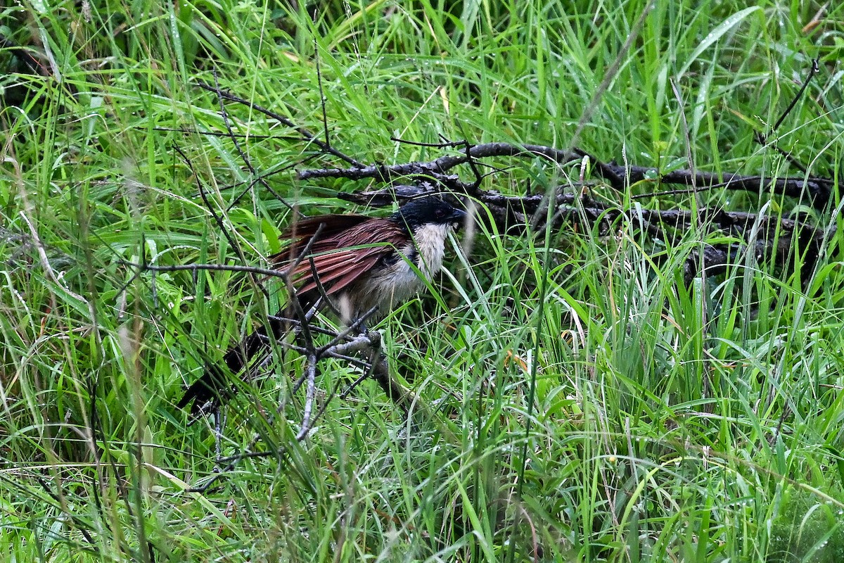 Burchell Kukalı - ML650618133