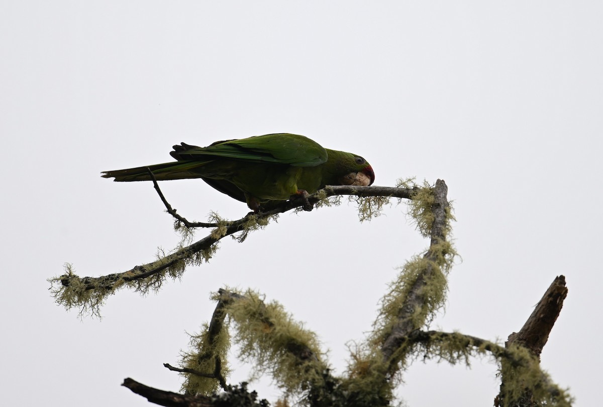 Scarlet-fronted Parakeet - ML650618147